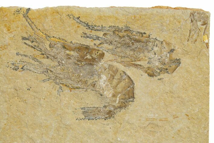 Two Cretaceous Fossil Shrimp - Lebanon #323731